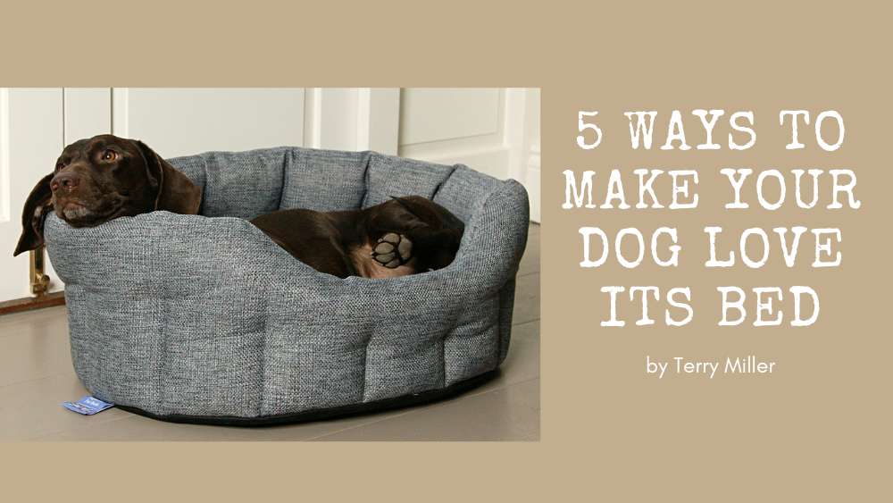 5 ways to make your dog love its bed