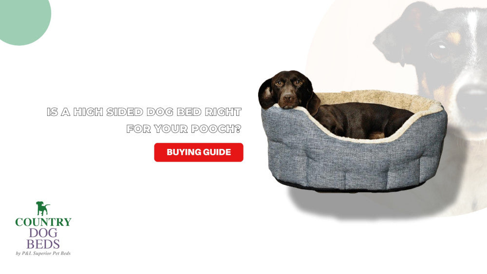 Article on why you should choose a high sided dog bed for your pet