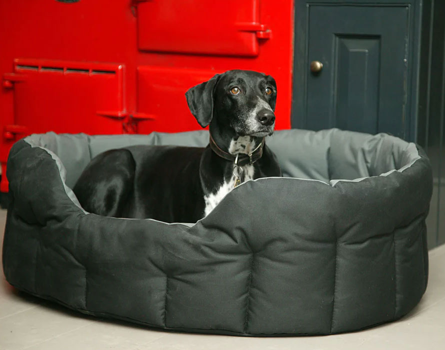 Hound lying in oval waterproof dog bed