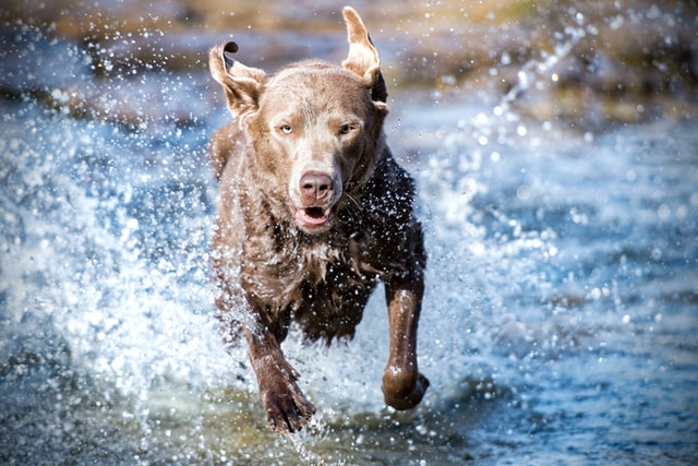 Wet Dog running through water