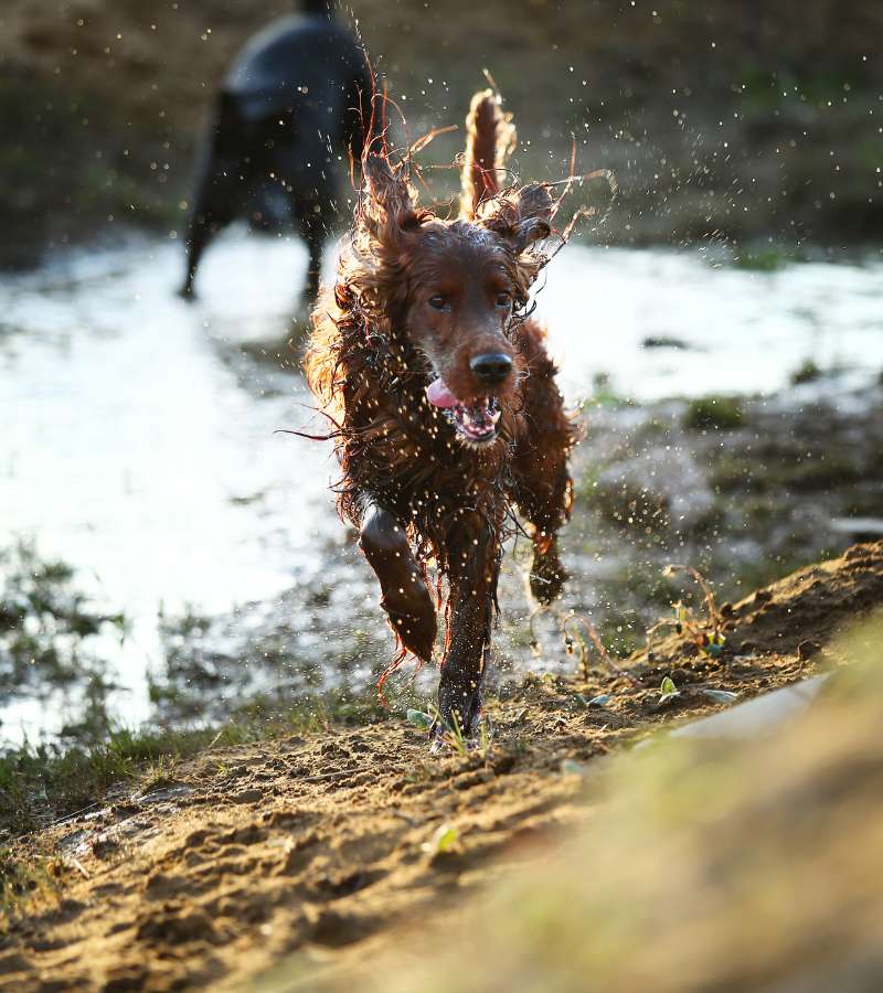 muddy dogs running in the countryside